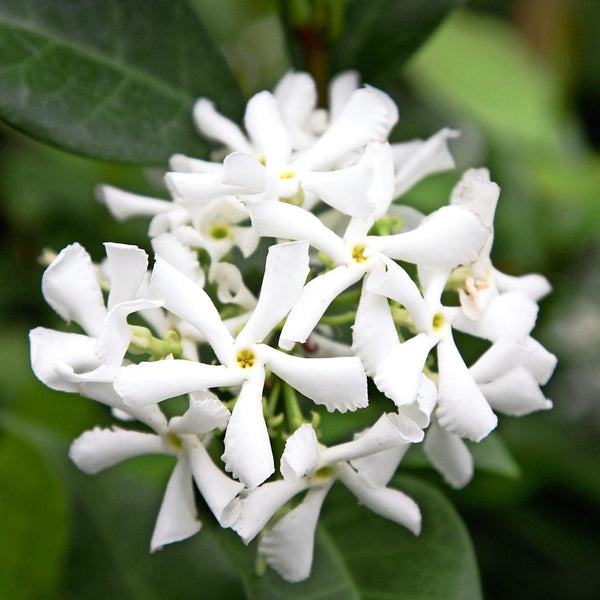 Trachelospermum jasminoides (Sternjasmin) – duftende weiße Blüten (D9cm)