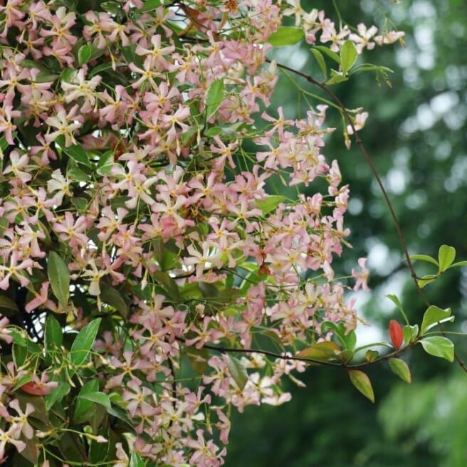 Trachelospermum asiaticum 'Star of Milano'