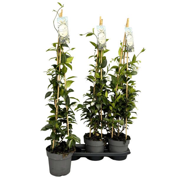 Trachelospermum jasminoides (Duftender Sternjasmin) – XL-Exemplare