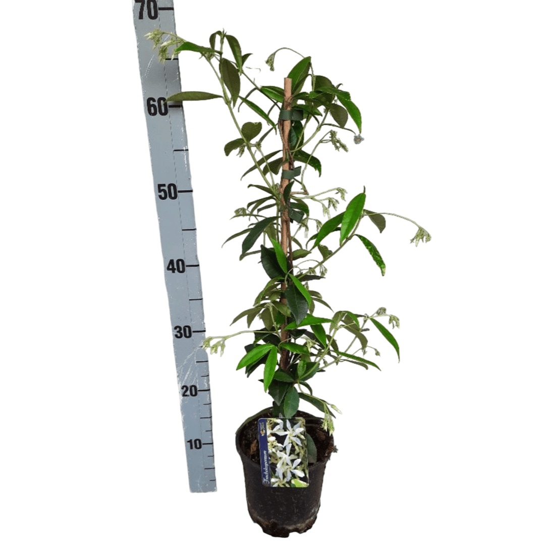 Trachelospermum jasminoides (Iasomie Stea parfumata)