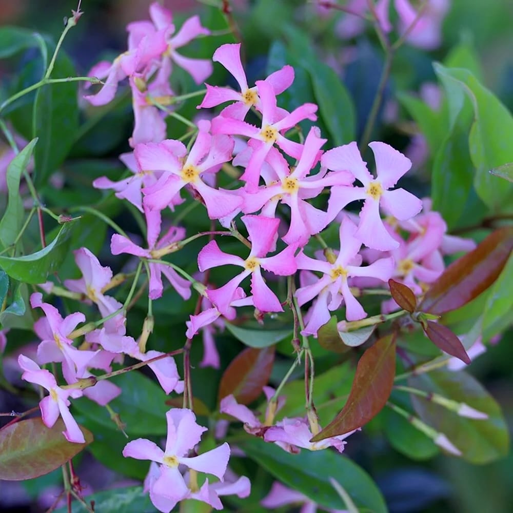 Trachelospermum jasminoides 'Star of Ibiza'