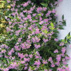 Trachelospermum jasminoides 'Star of Ibiza'