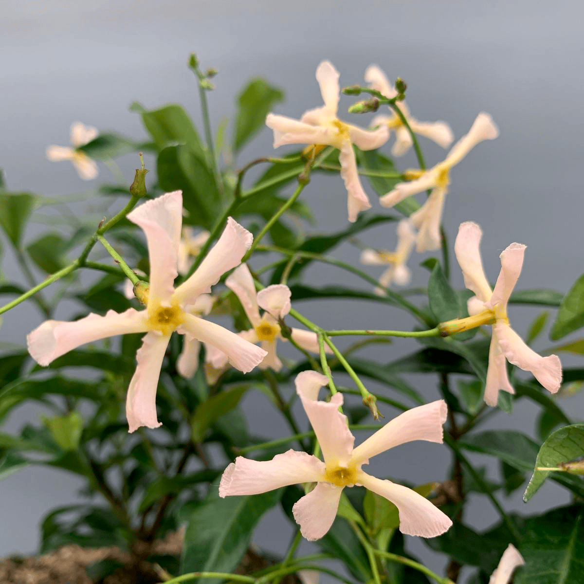 Trachelospermum jasminoides 'Star of Sicily' - flori parfumate, evergr ...