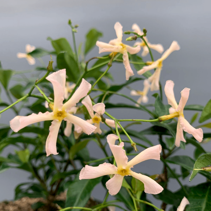 Trachelospermum jasminoides 'Star of Sicily'