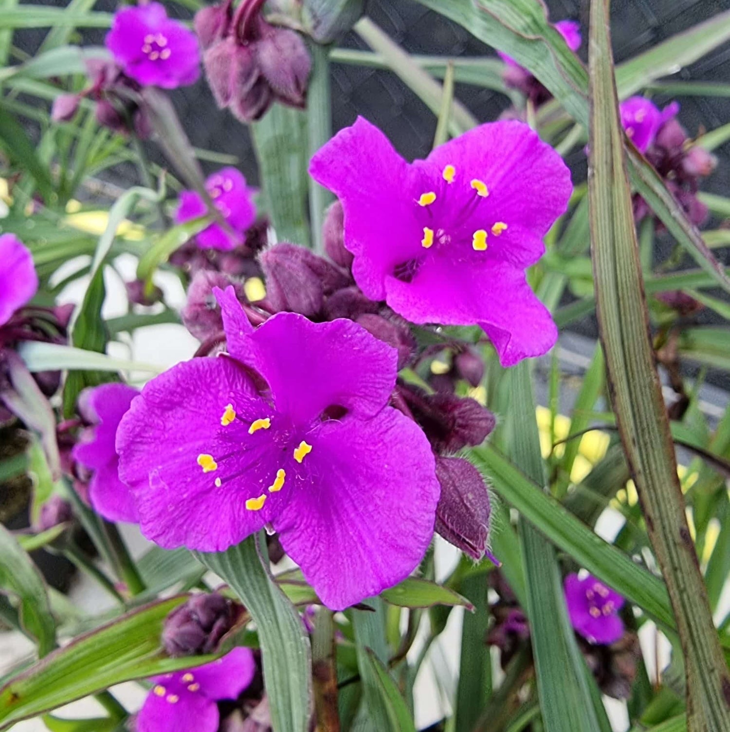 Tradescantia 'JS®Brainstorm' (evergreen, de gradina)