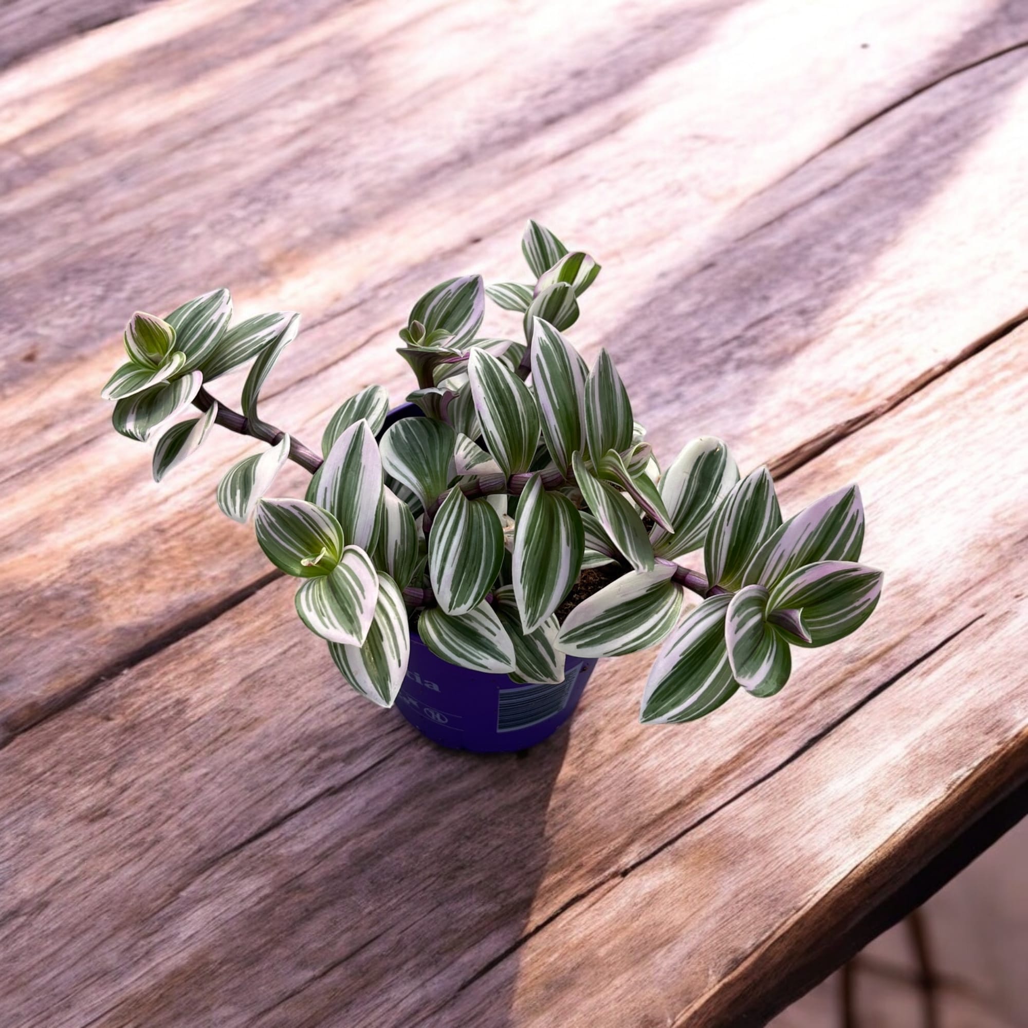 Tradescantia albiflora 'Nanouk'