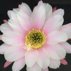 Trichocereus ‘Multiproliferum’ - suuriin tuoksuviin kukkiin kasvava kaktus