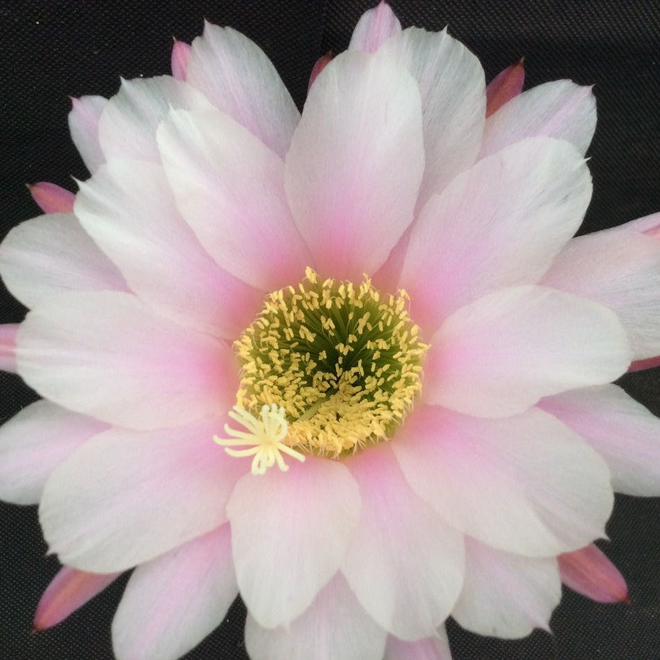 Trichocereus ‘Multiproliferum’ - cactus cu flori mari parfumate