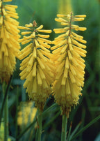 Kniphofia 'Sunningdale Yellow ' (floarea faclie)
