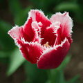 Bulbi de lalele franjurate - Tulipa ‘New Santa’