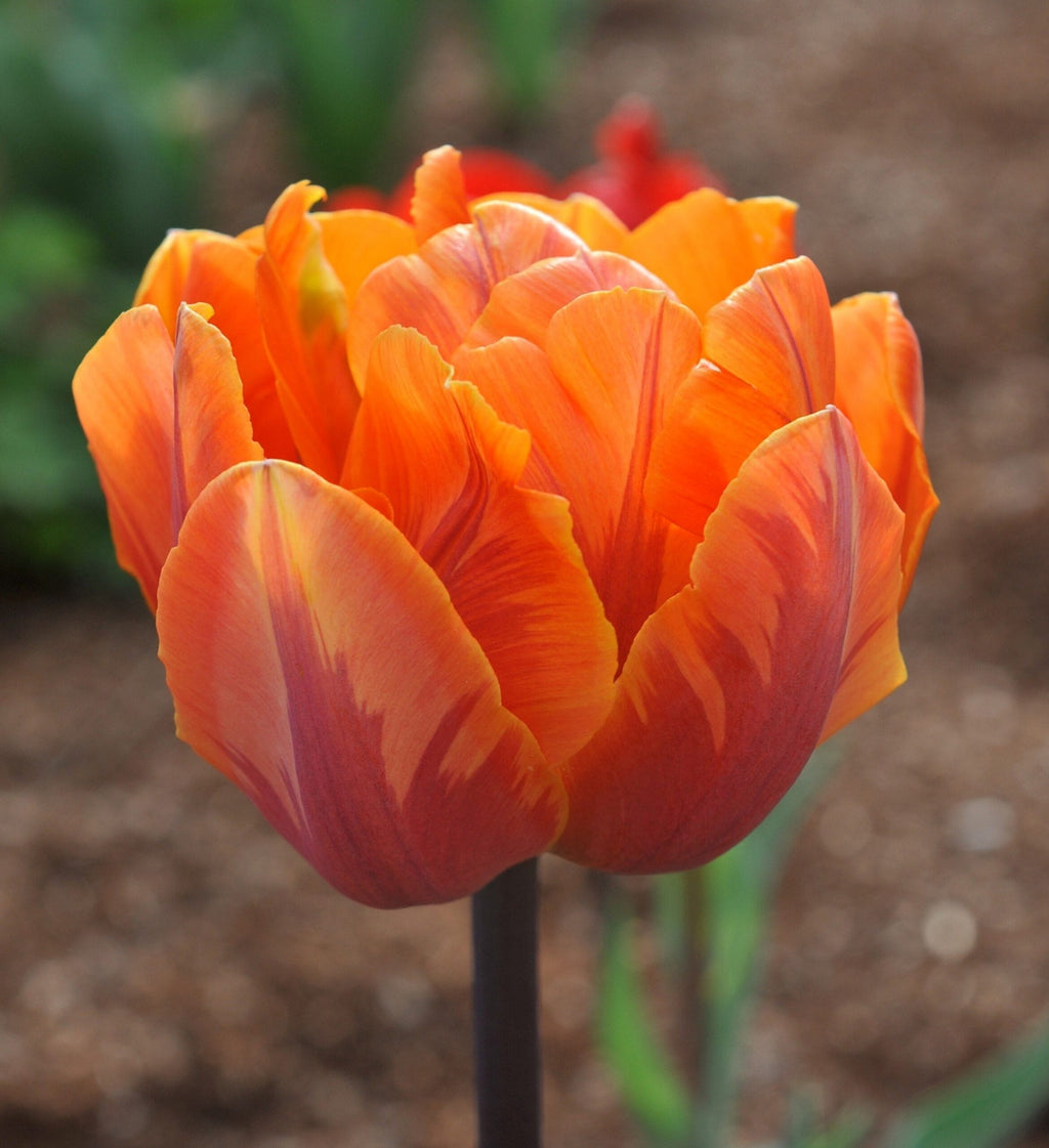 Tulipa 'Orange Princess'
