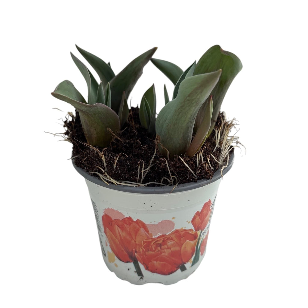 Bulbi de lalele cu floare dubla in ghiveci - Tulipa 'Orange Princess'