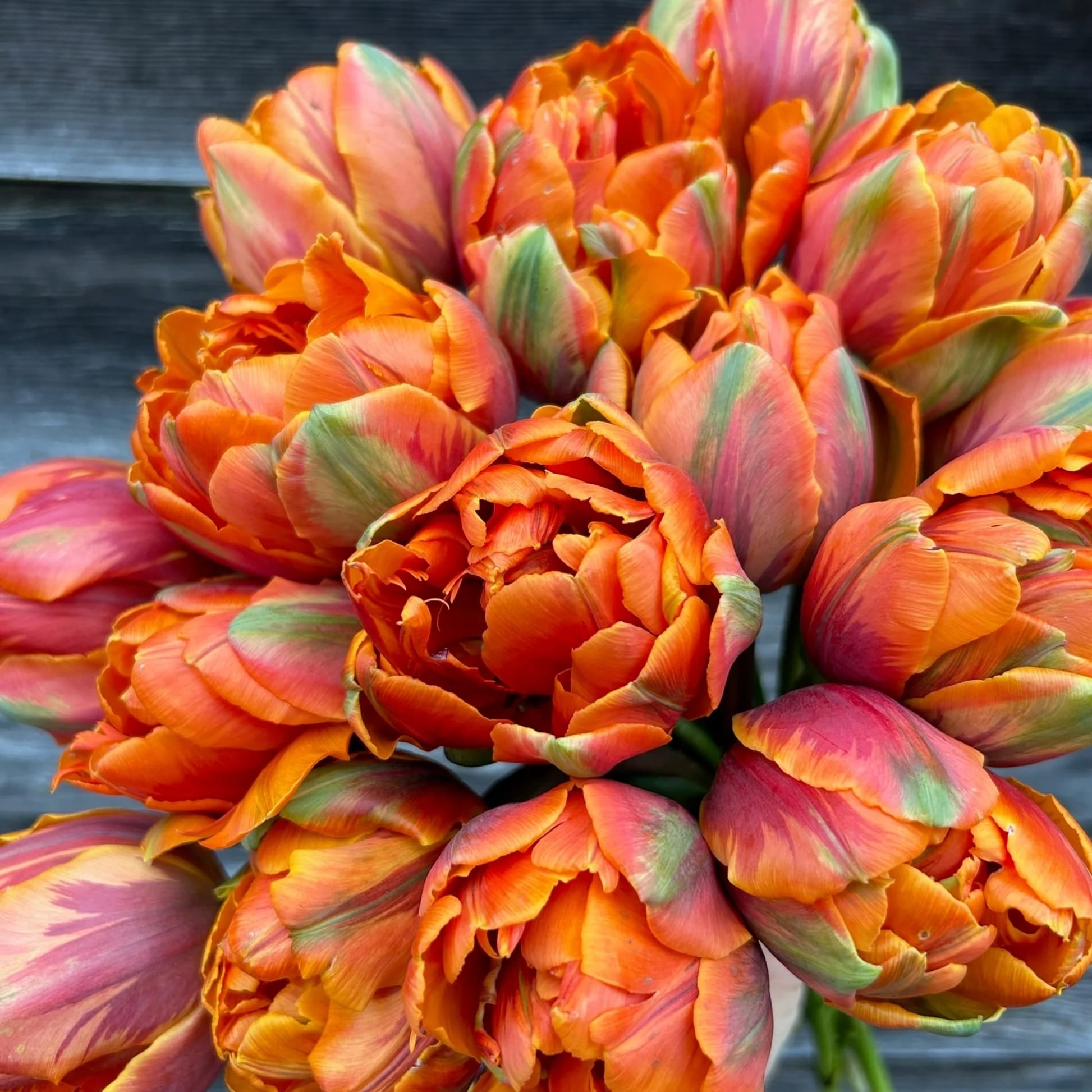 Tulipa 'Orange Princess'