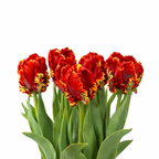 Tulipa parrot 'King Tut'