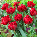 Bulbi de lalele cu floare dubla rosie  - Tulipa 'Red Princess'