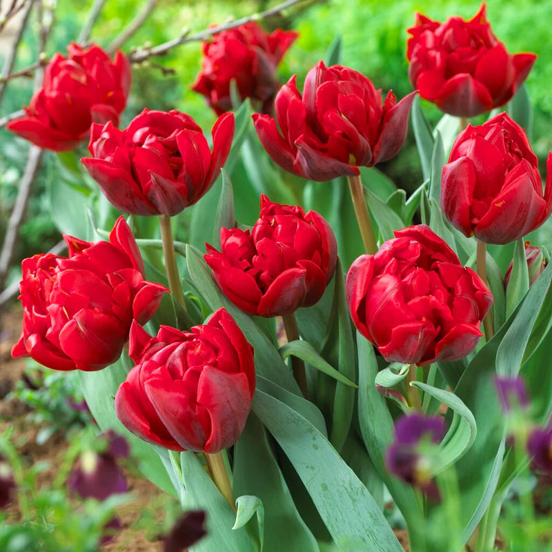Bulbi de lalele cu floare dubla rosie  - Tulipa 'Red Princess'
