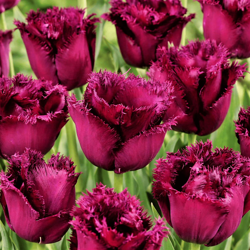 Bulbi de lalele spectaculoase cu margini franjurate - Tulipa 'Gorilla'