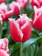 Bulbi de lalele franjurate - Tulipa ‘New Santa’