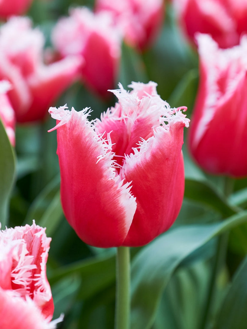 Bulbi de lalele franjurate - Tulipa ‘New Santa’