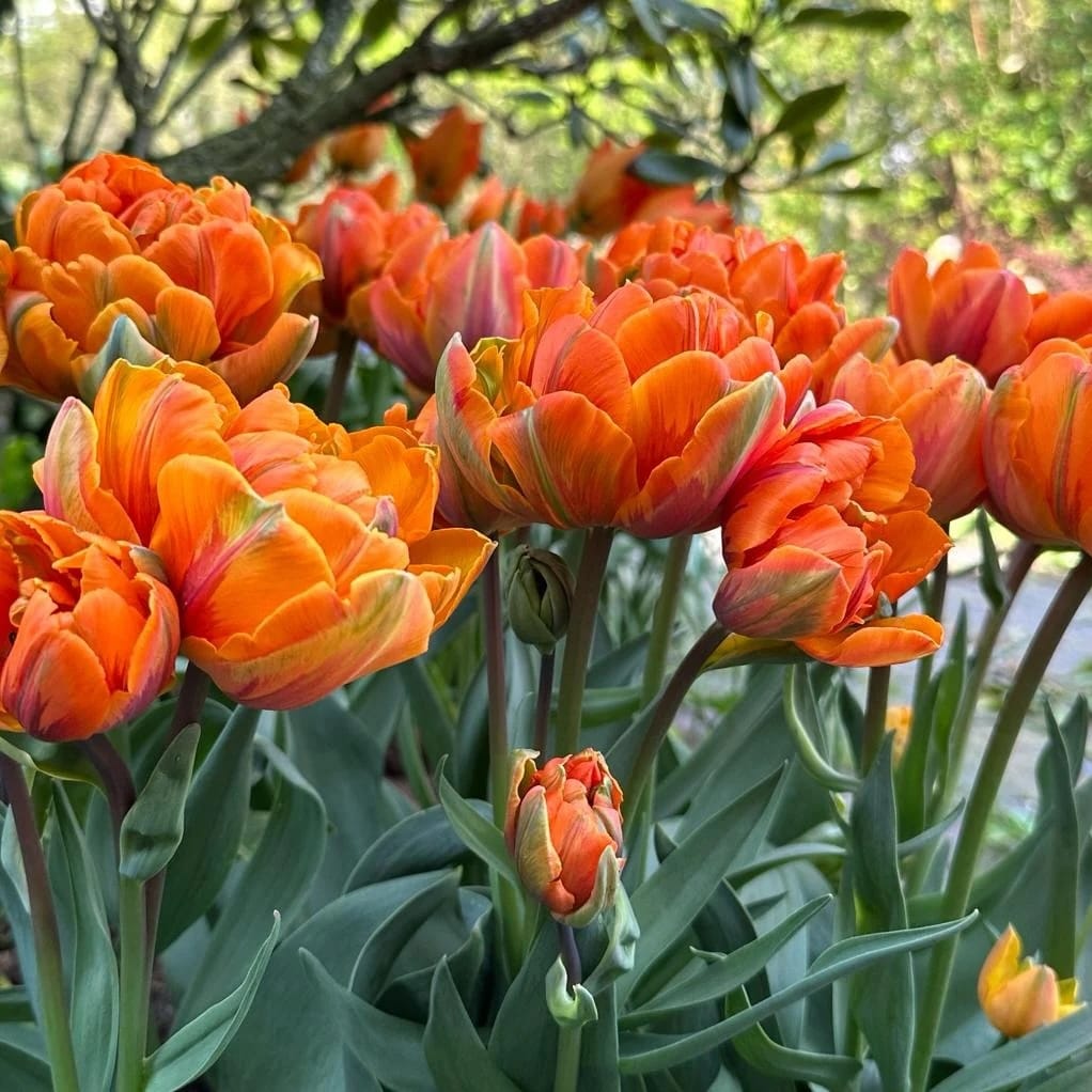 Tulipa 'Orange Princess'