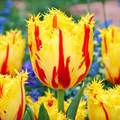 Tulipa 'Party Clown'