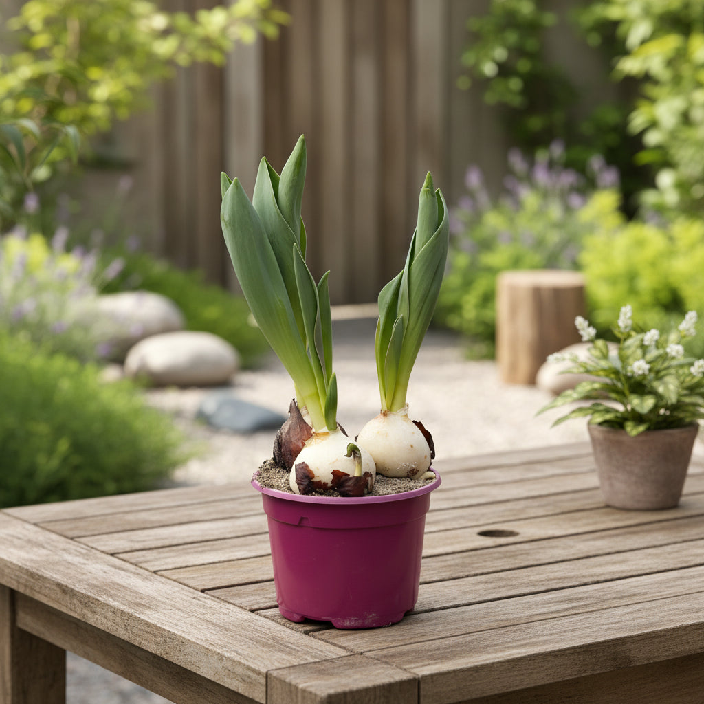 Tulipa 'Sweet Paradise'