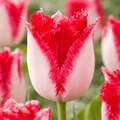 Tulipa 'Sweet Paradise'