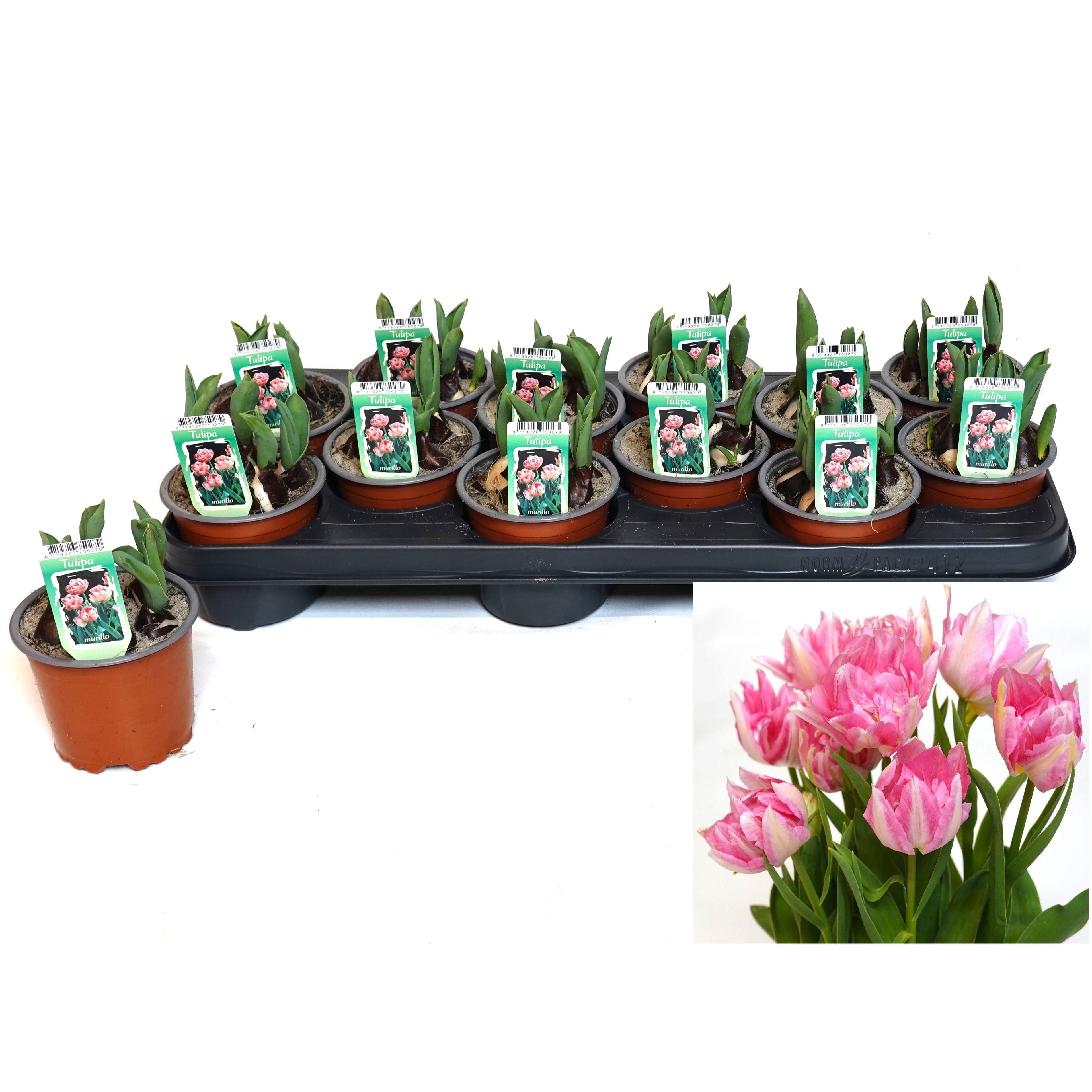 Bulbi de lalele cu floare dubla roz - Tulipa murillo 'Pink