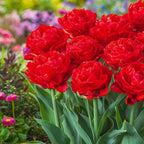 Bulbi de lalele cu floare dubla roz - Tulipa murillo 'Red'