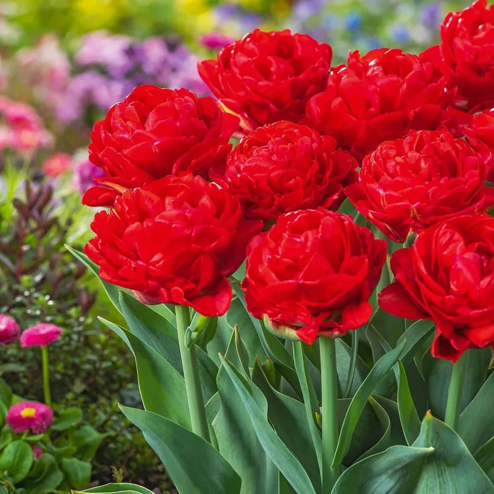 Bulbi de lalele cu floare dubla roz - Tulipa murillo 'Red'