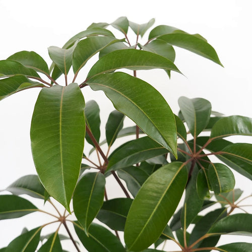 Tupidanthus calyptratus (Schefflera pueckleri) – Secret Garden Plant Shop