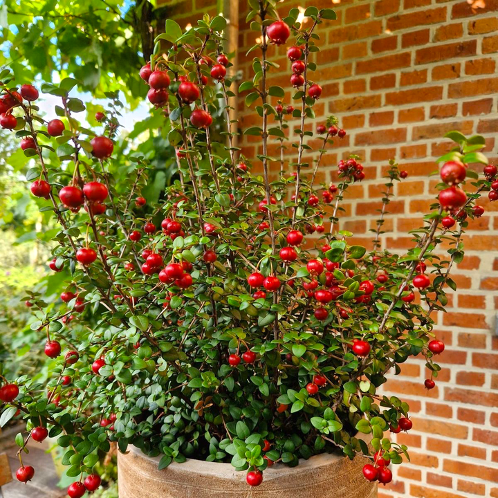 Ugni molinae 'Pretty Berry' (Capsuna Chiliana, Murtilla, Chilean Guava, Ugniberry)