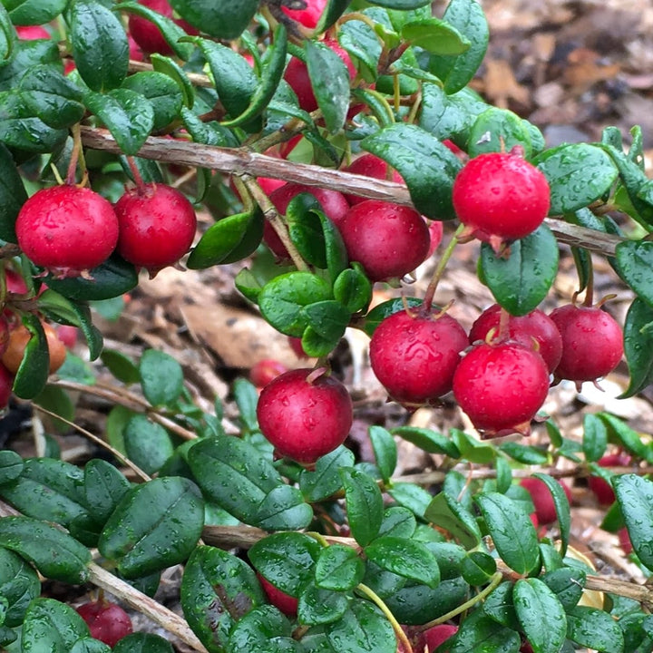 Ugni molinae 'Pretty Berry' (Capsuna Chiliana, Murtilla, Chilean Guava, Ugniberry)