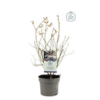 Afin compact - Vaccinium corymbosum 'Bluegold'