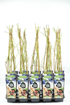 Αφίν παραγωγικός - Vaccinium corymbosum 'Pioneer'