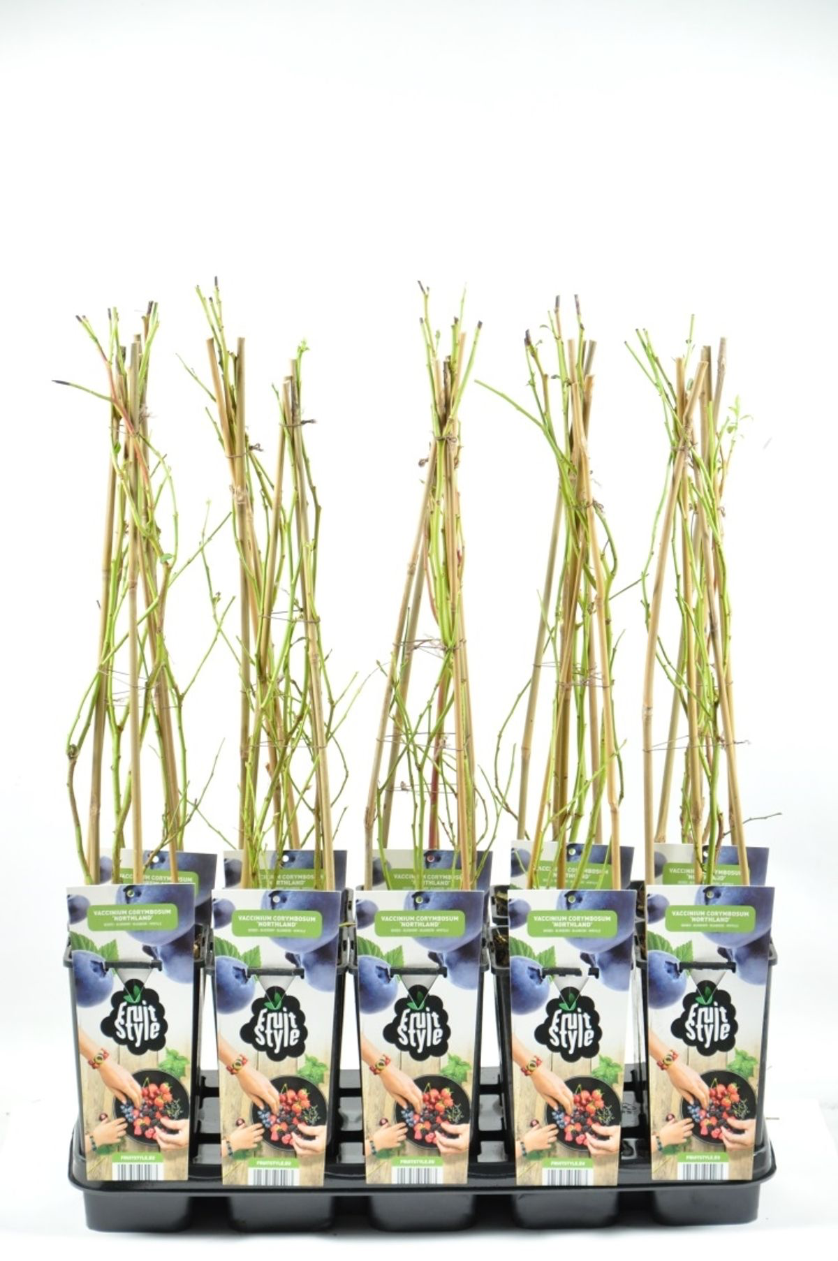 Afin productiv - Vaccinium corymbosum 'Pioneer'