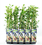 Αφίν παραγωγικός - Vaccinium corymbosum 'Pioneer'