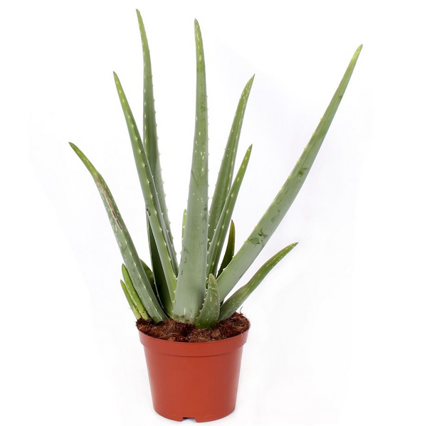 Aloe Vera Barbadensis H45 cm (Alter 5-6 Jahre)