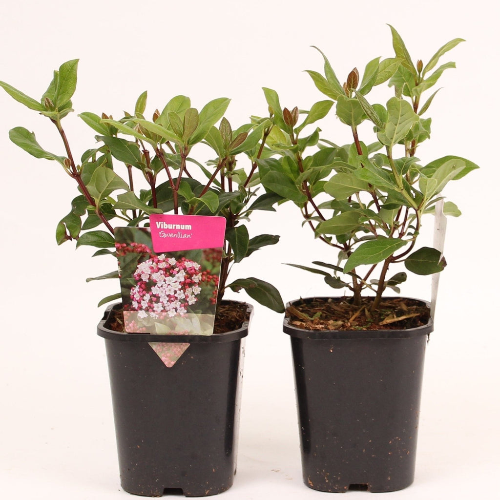 Viburnum tinus 'Gwenlian'