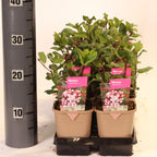 Viburnum tinus 'Gwenlian'