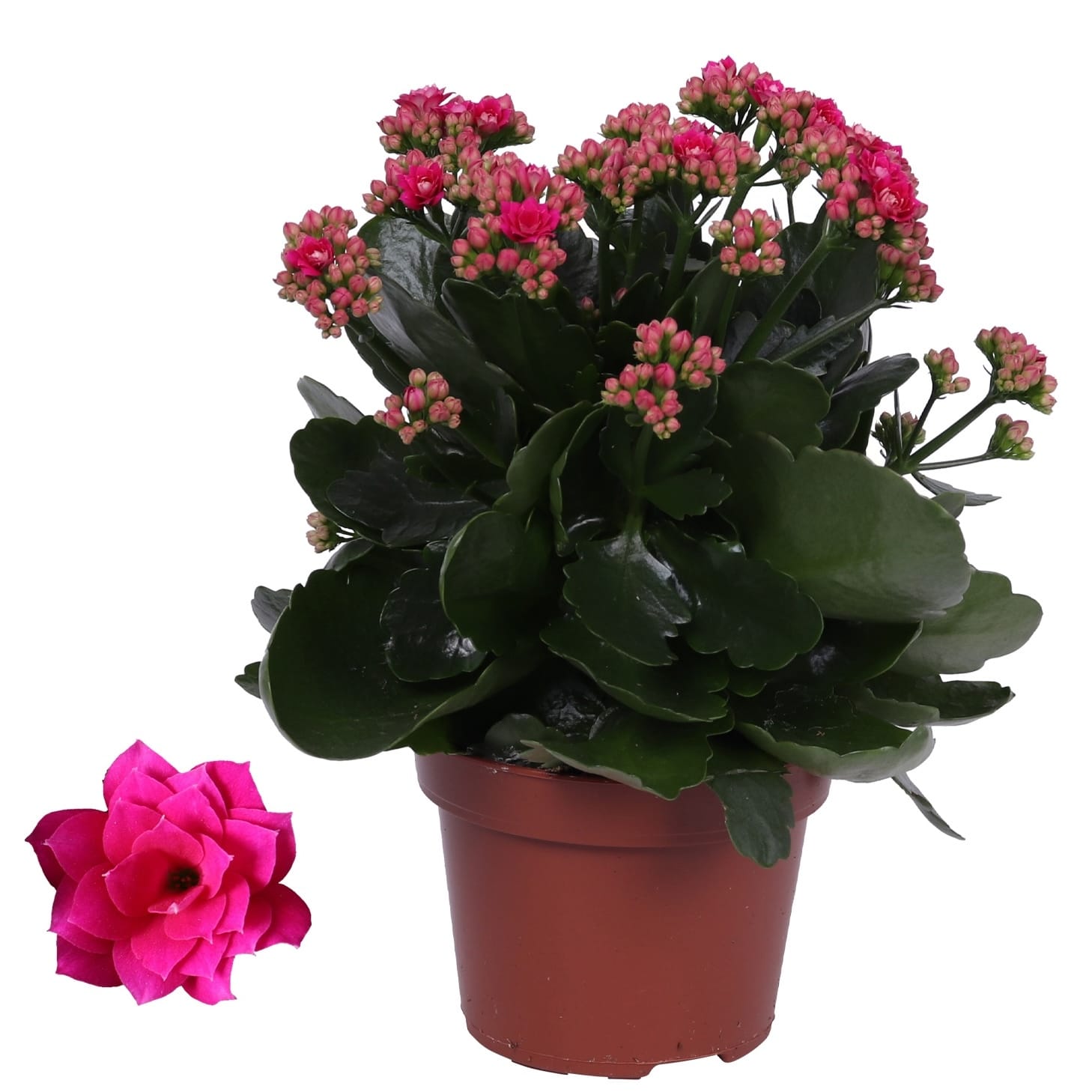 Kalanchoe blossfeldiana - mix de culori