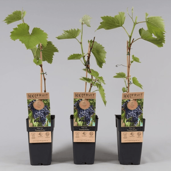 Vitis vinifera 'Frankenthaler' (Black Hamburg)