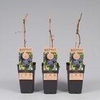 Vitis vinifera 'Frankenthaler' (Black Hamburg)