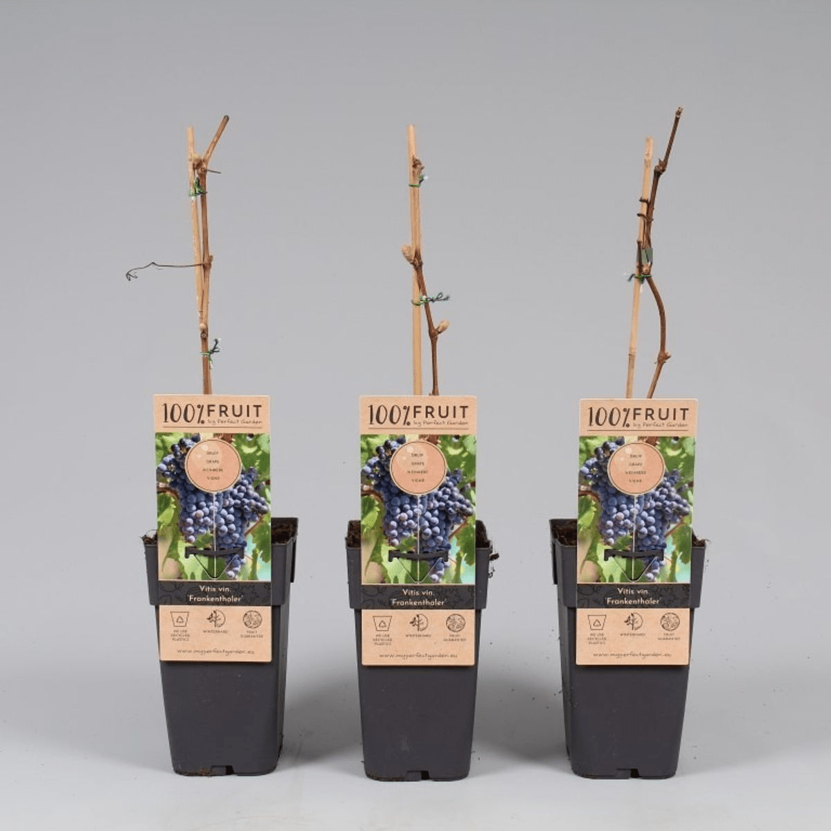 Vitis vinifera 'Frankenthaler' (Black Hamburg)