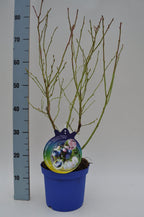 Tuottava ja kestävä - Vaccinium corymbosum 'Northland' (Highbush Blueberry) D19