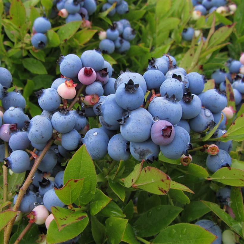 Afin de cultura productiv - Vaccinium corymbosum 'Jersey'