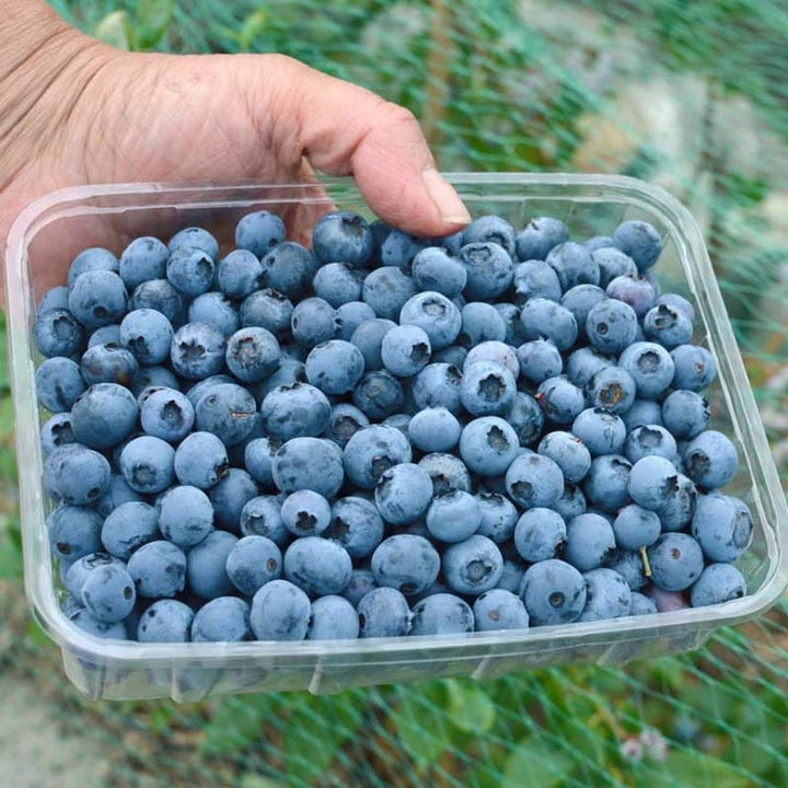 Vaccinium corymbosum 'Patriot' (Highbush Blueberry)