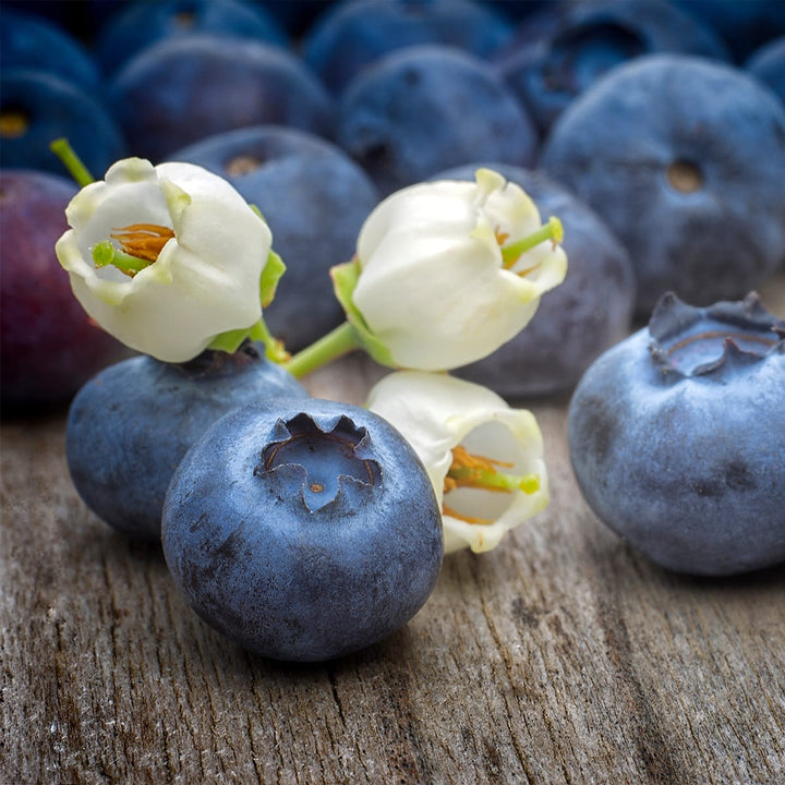 Afin productiv - Vaccinium corymbosum 'Pioneer'