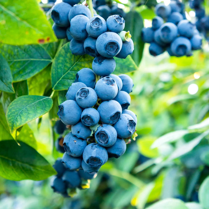 Vaccinium corymbosum 'Patriot' (Highbush Blueberry)