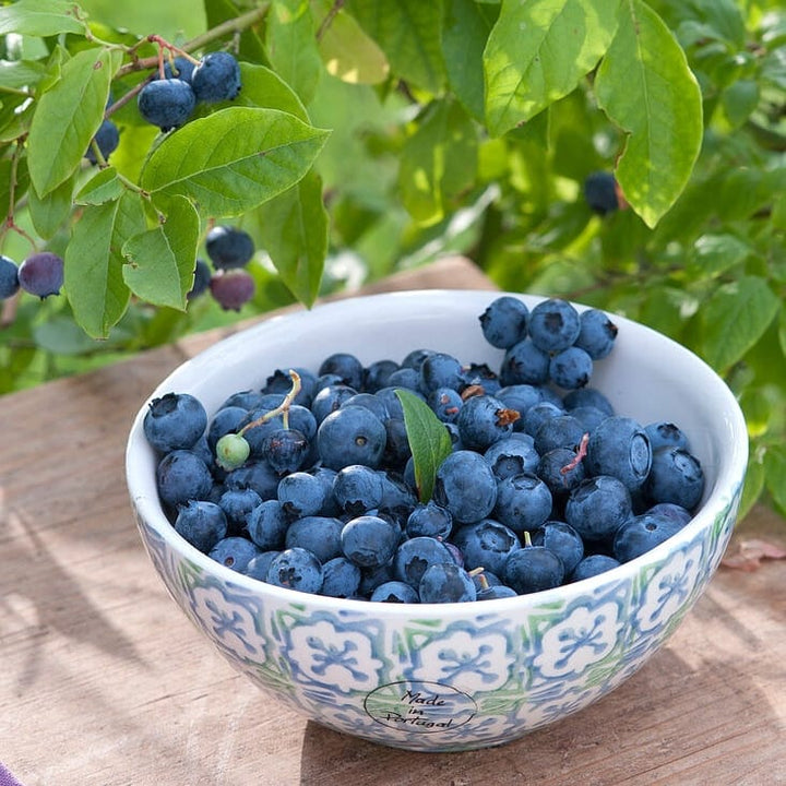 Vaccinium corymbosum 'Berkeley'